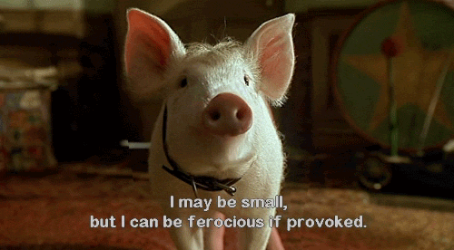 babe sheep pig gif