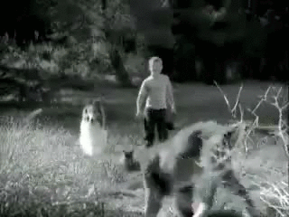 lassie gif