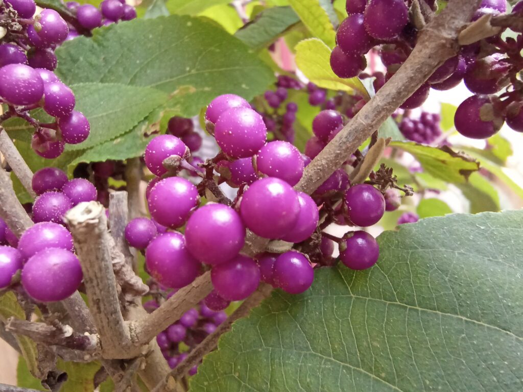 infinix zero 8 photos